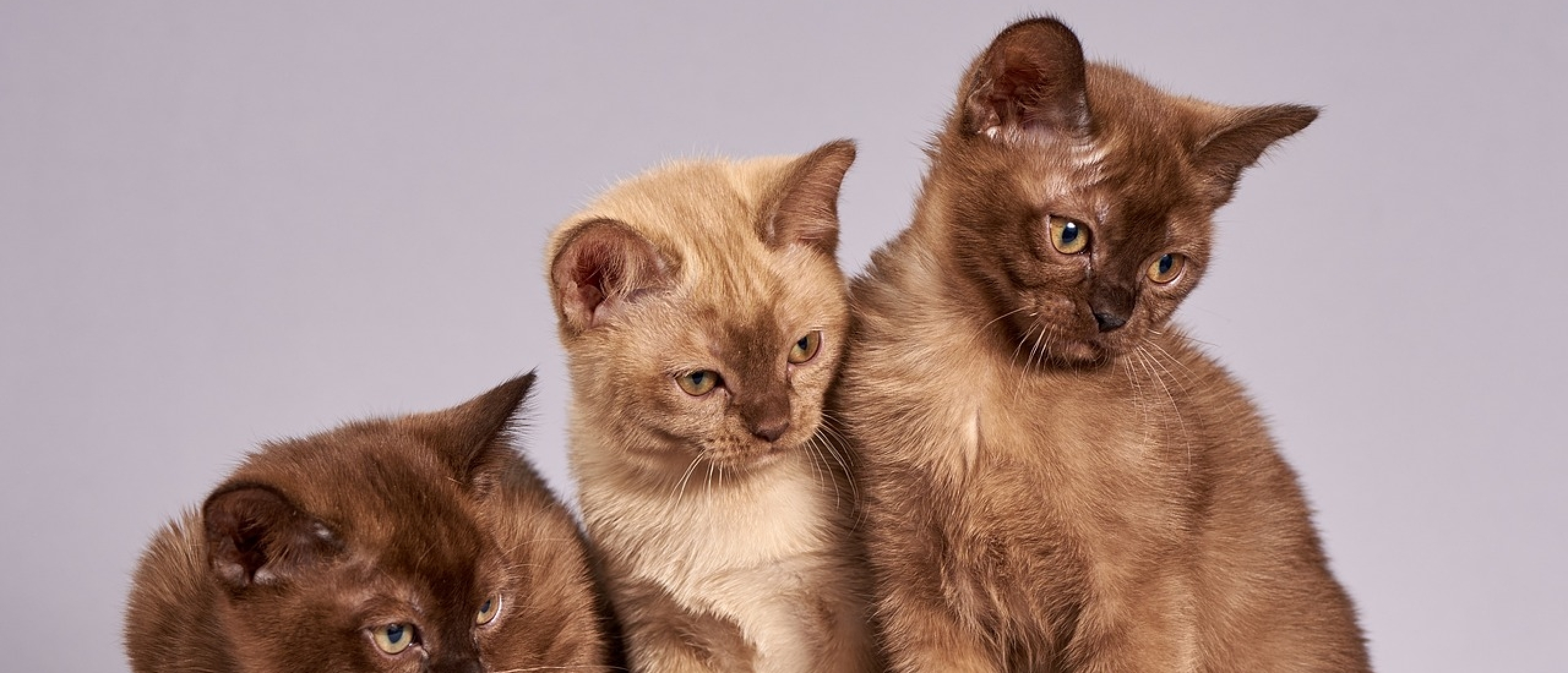 Ailurofobie, de angst voor katten