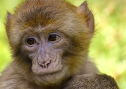 schattig aapje die een beetje loenst