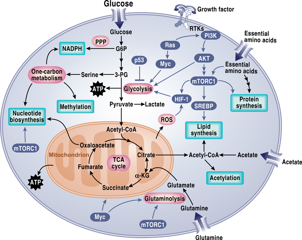 Kanker cel Metabolisme Kanker Cel Metabolisme
