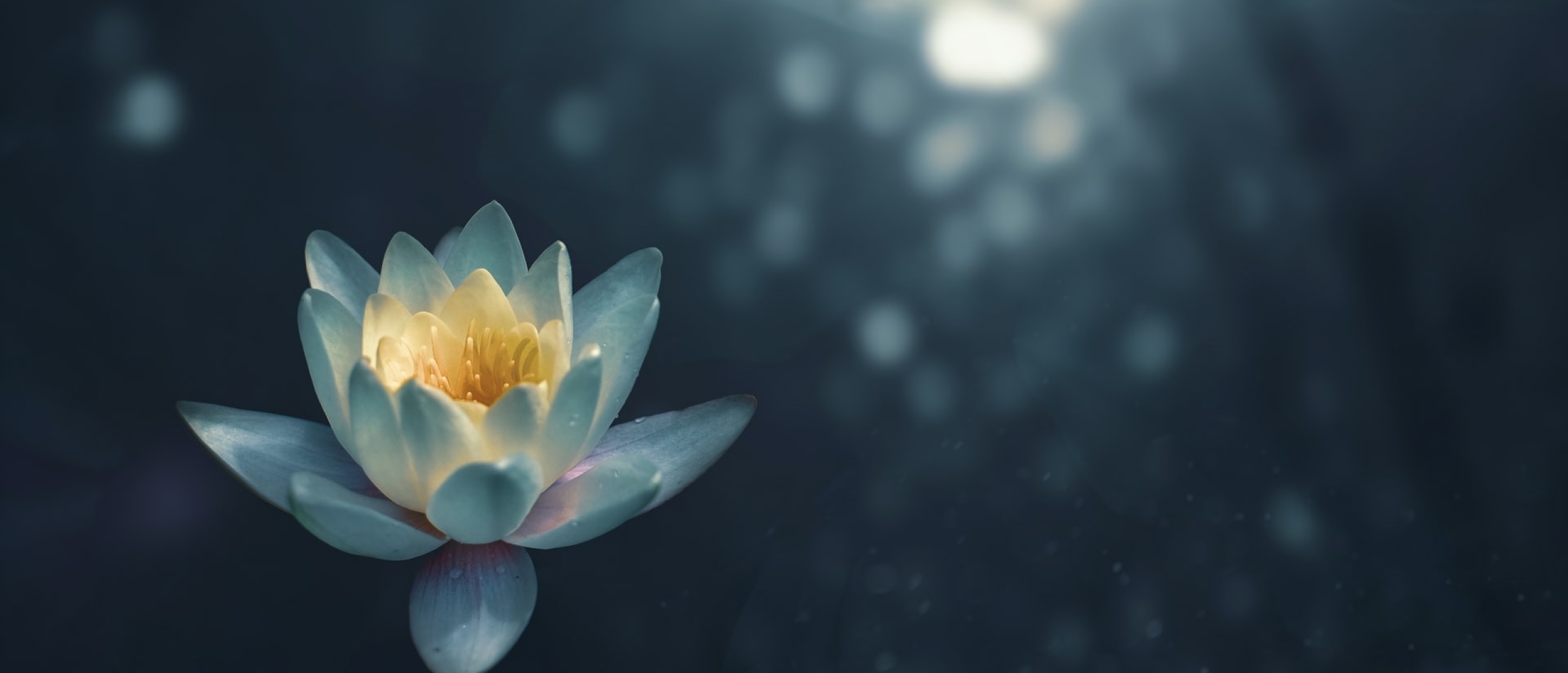 Holistisch afvallen: wat is het en waarom werkt het?