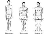 lichaamstype ectomorf mesomorf en endomorf