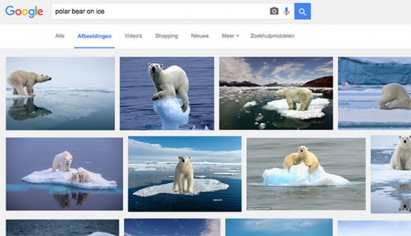 afbeeldingen zoeken google images ijsbeer