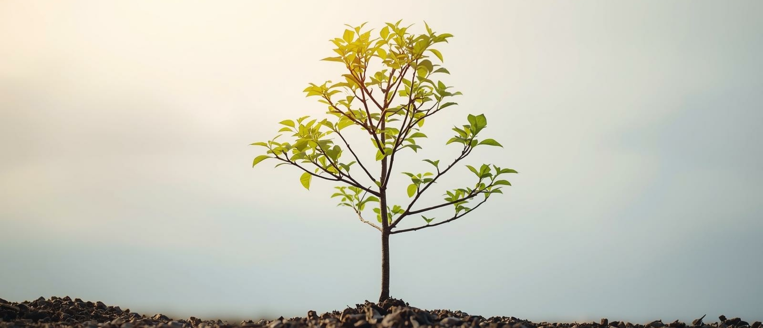 Asynchrone ontwikkeling uitgelegd - Artikel kennisbank Ina Terra