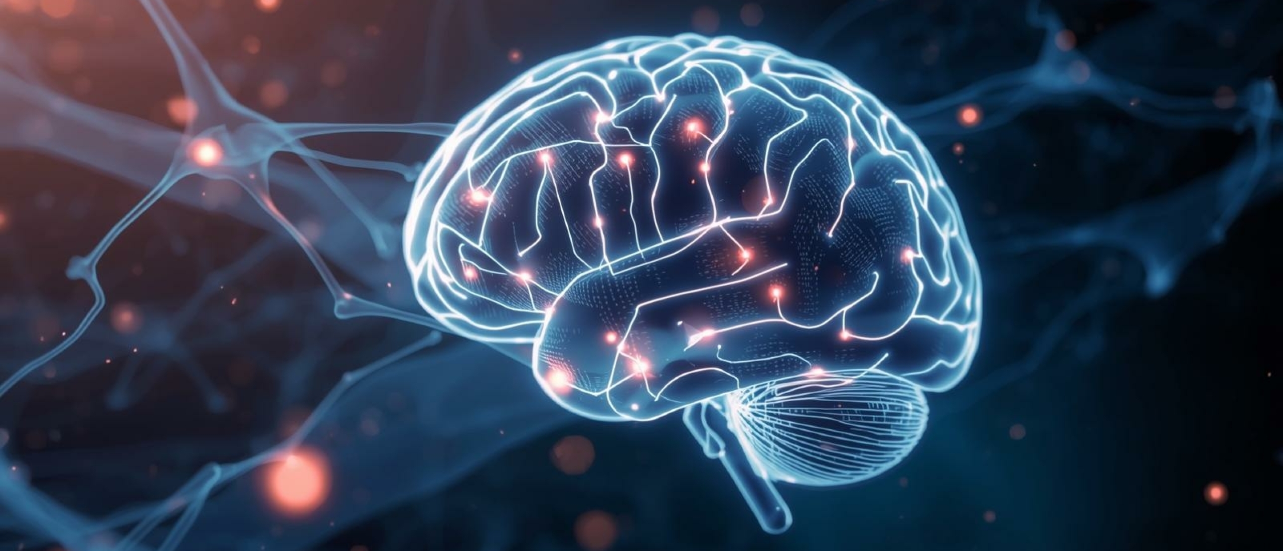 Executieve functies en het brein - Artikel kennisbank Ina Terra