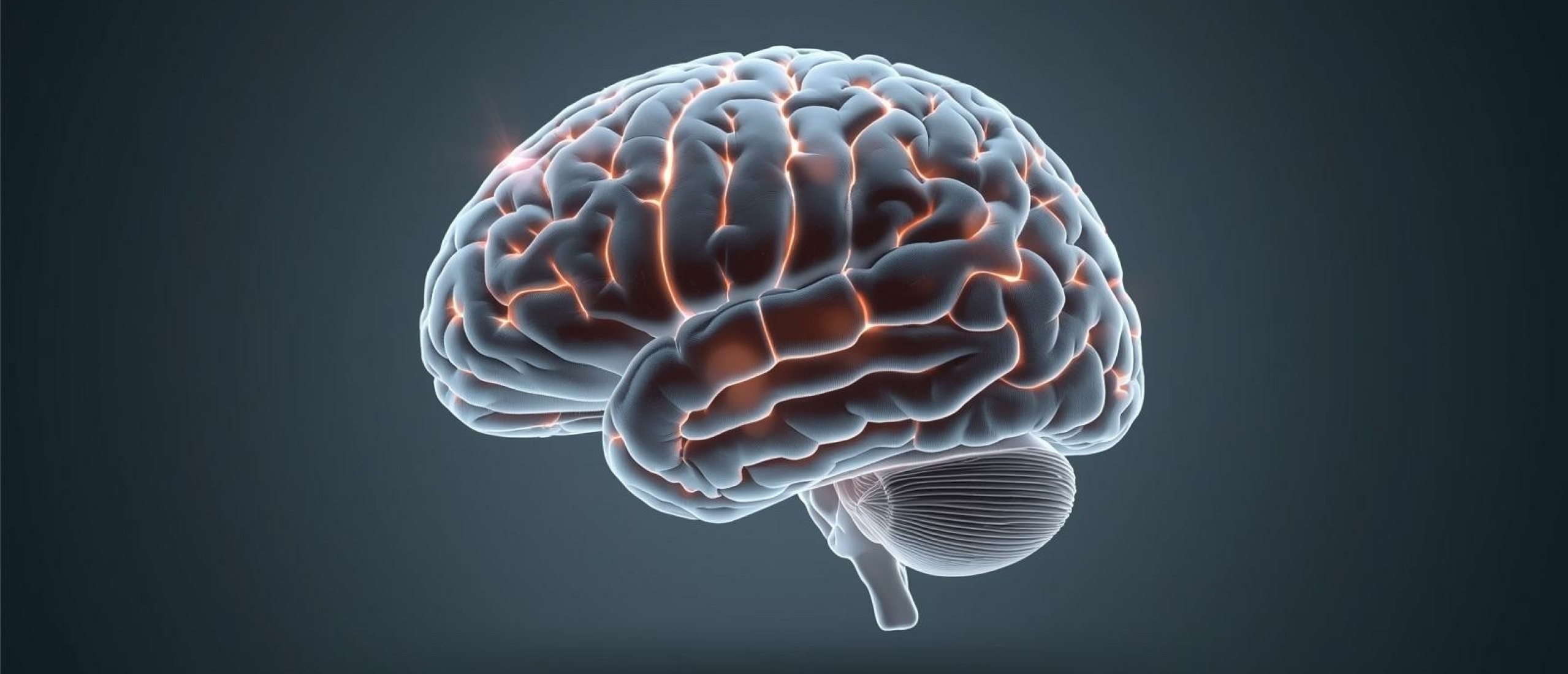 Hoe informatie door het brein reist - Artikel kennisbank Ina Terra