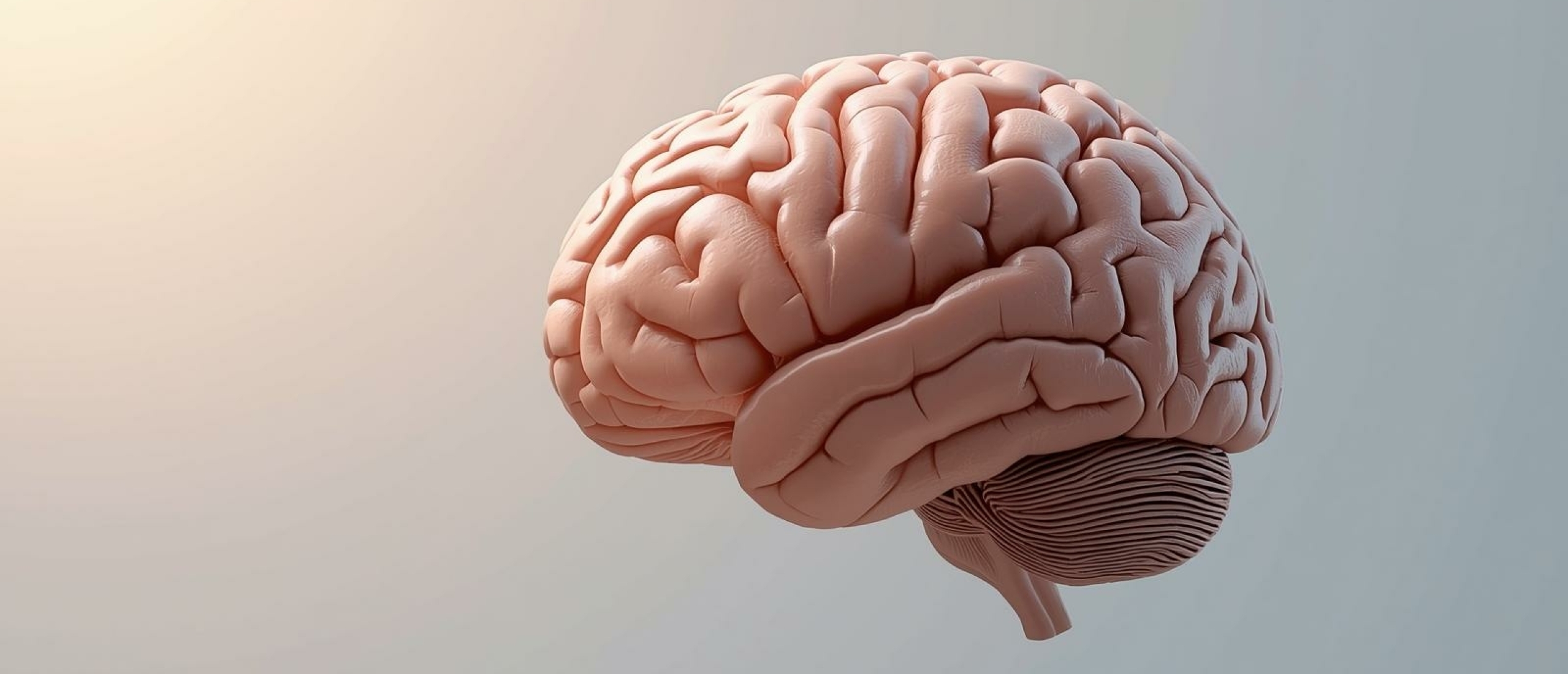 Prefontale cortex en leren - Artikel kennisbank Ina Terra