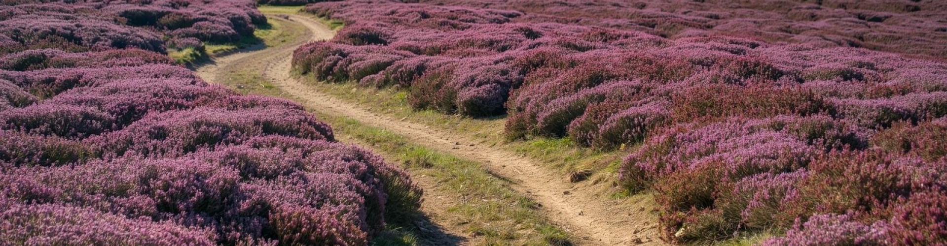 Anders denken en leren Wat betekent het als jouw kind anders denkt en leert?