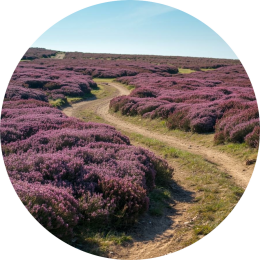 Wat betekent het als jouw kind anders denkt en leert?