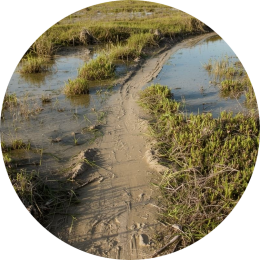 Automatiseren en tempo Wat zijn mogelijk oorzaken als kinderen automatiseren lastig vinden?