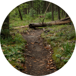 Wat zijn mogelijke oorzaken van moeite met plannen en organiseren van kinderen?