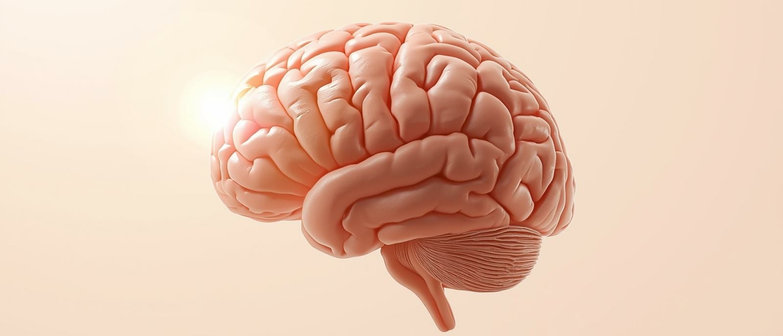 Stressysteem van het brein - Artikel kennisbank Ina Terra