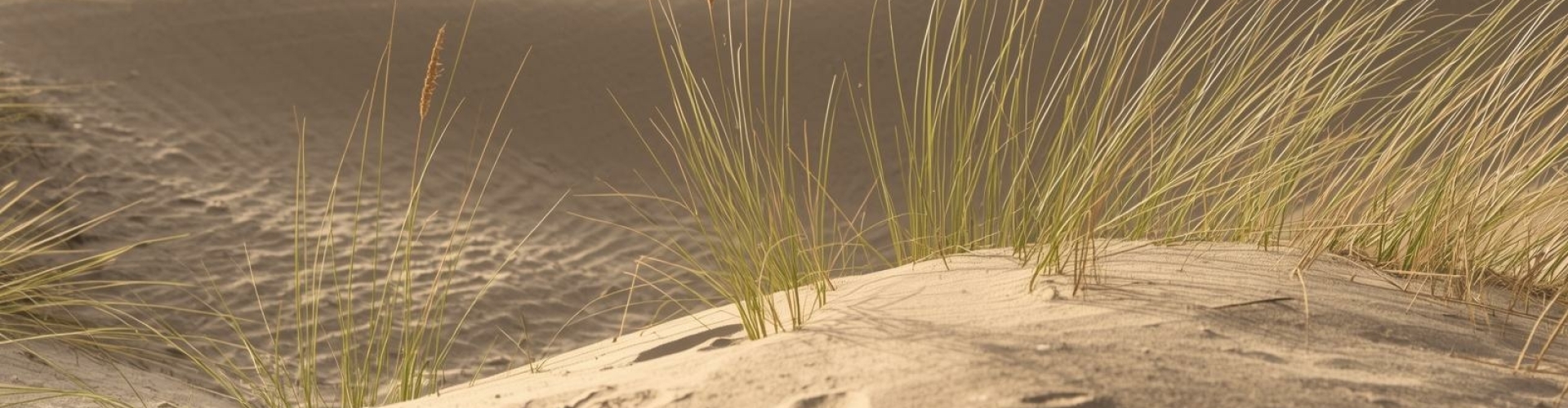 Energie en prikkelverwerking - Thema leerproblemen Prikkels als mogelijke leerproblemen