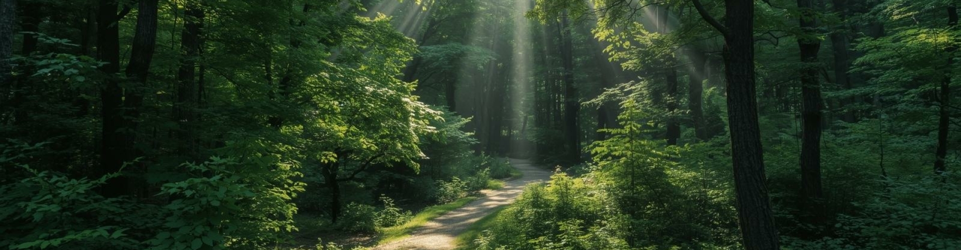 Waar begin je bij leerproblemen Bospad met zonlicht als symbool voor waar je begint bij leerproblemen