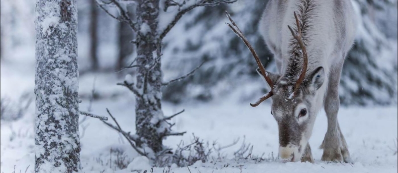 Luxe winter adventure Fins Lapland