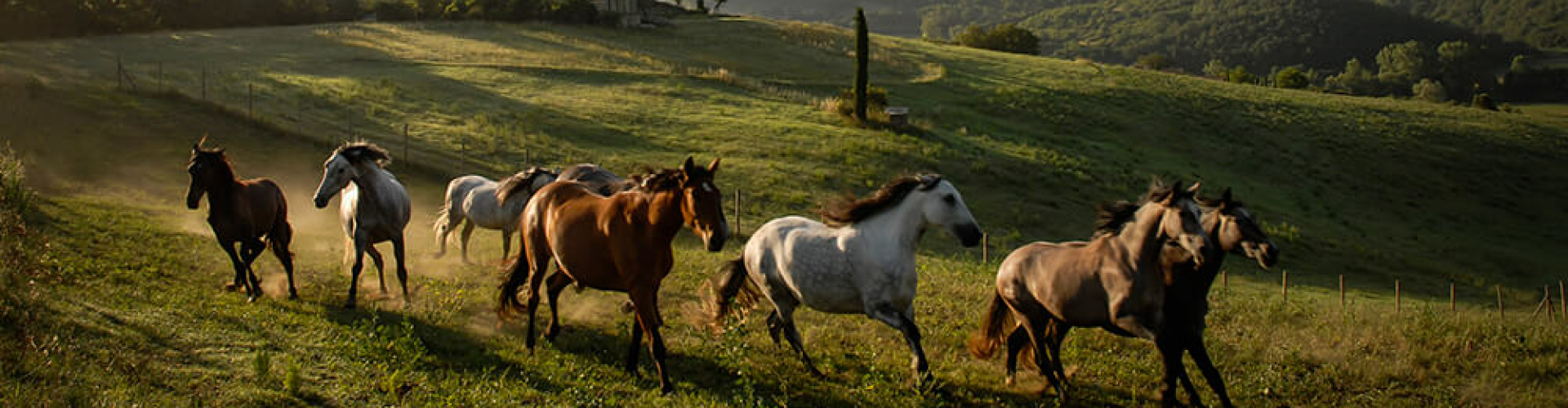 Paarden Reschio, Italië