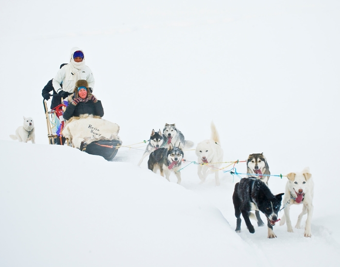Sledehonden, Herangtunet Noorwegen