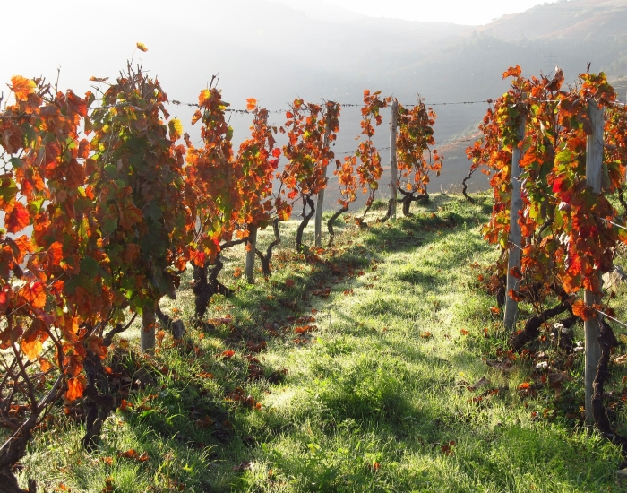 Wijnbouw in Portugal langs de Douro