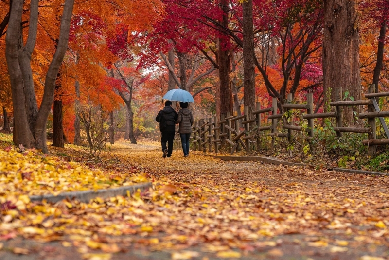 Twee mensen wandelen in een park, de bladeren zijn rood en er liggen bladeren op de grond