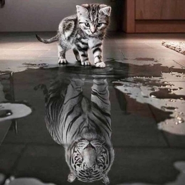 cat-tiger-reflection