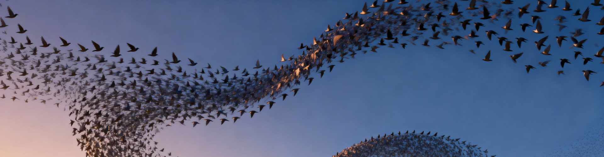 Murmurerende spreeuwen Spreeuwenzwerm als illustratie van systeem-- en complexiteitsdenken