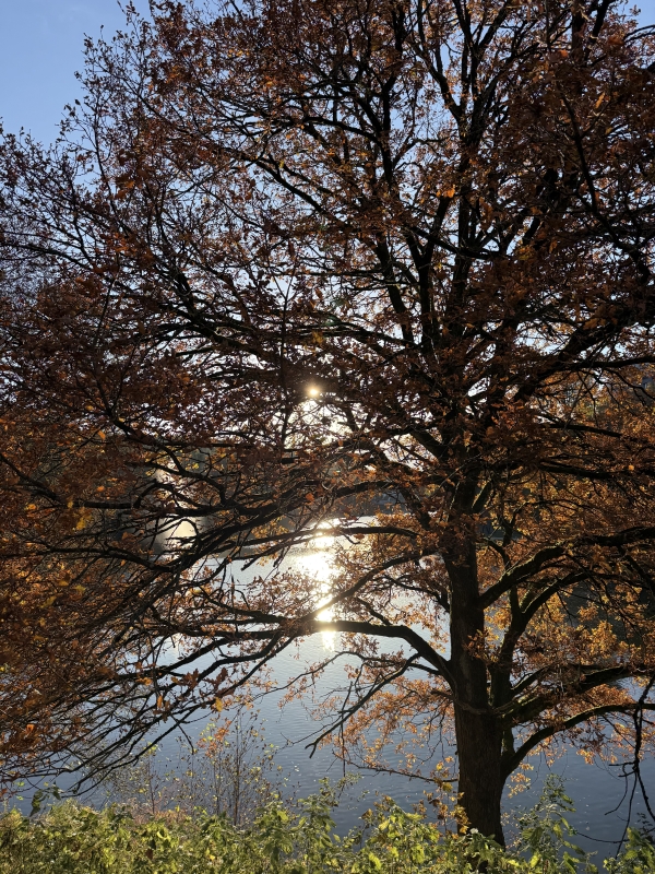 Hillview Resort Grandvoir in de Belgische Ardennen: