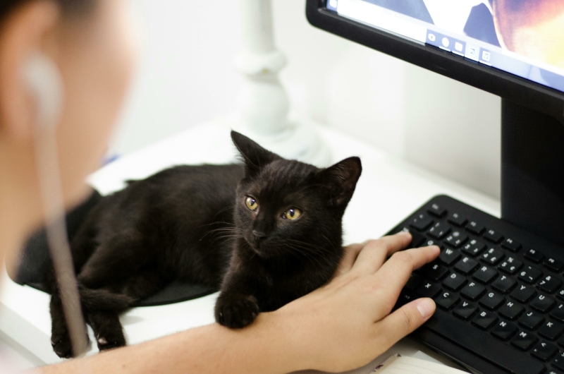 Je kijkt over de schouder van een met de computer werkend iemand en ziet een klein zwarte kitten op de hand bij het toetsenbord liggen terwijl de kat de persoon aankijkt.