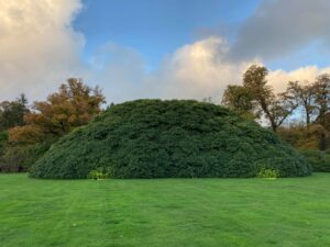 The monumental rhododendron