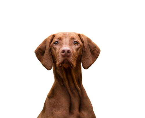 Stella