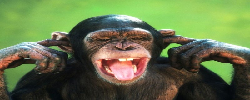 Apenmanagement - Wat kan je leren van apen?