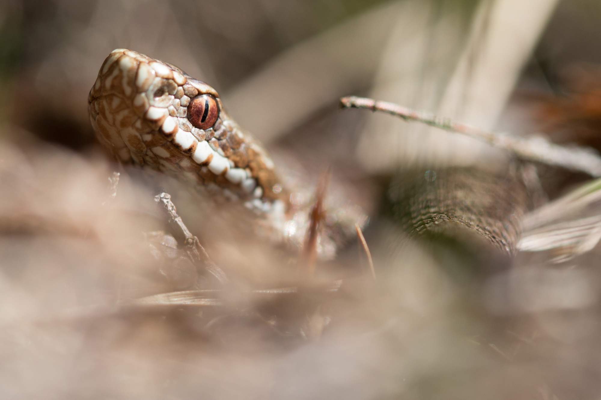 Adder (Vipera berus)