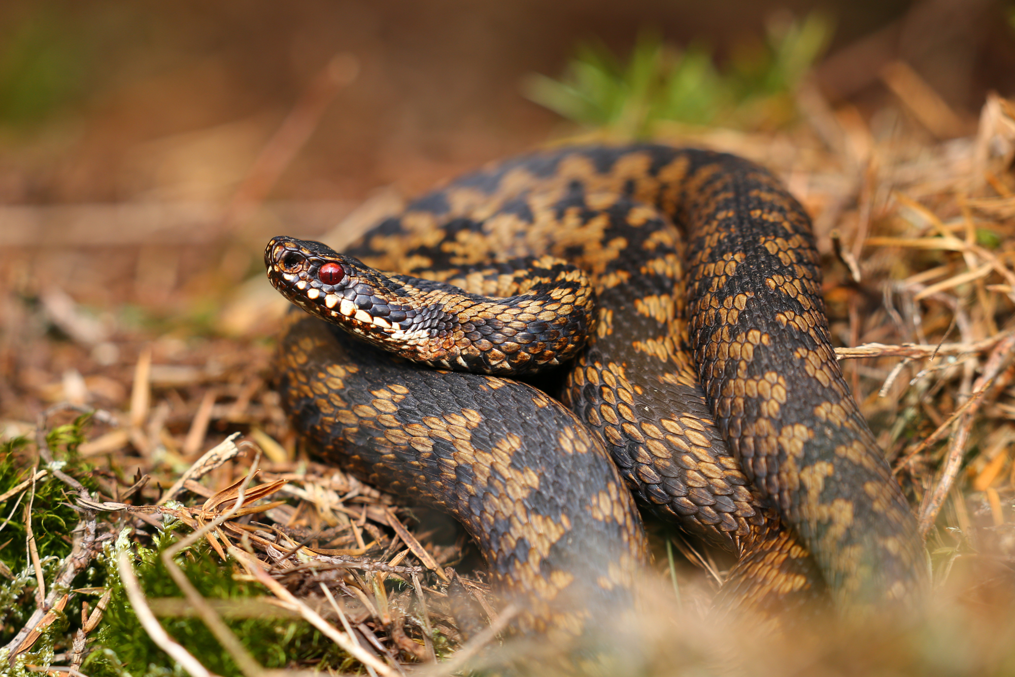 Adder (Vipera berus)