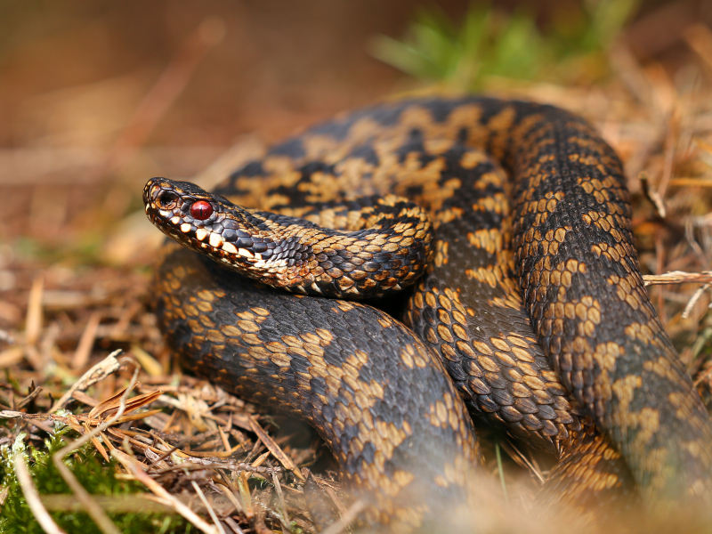 Adder (Vipera berus)