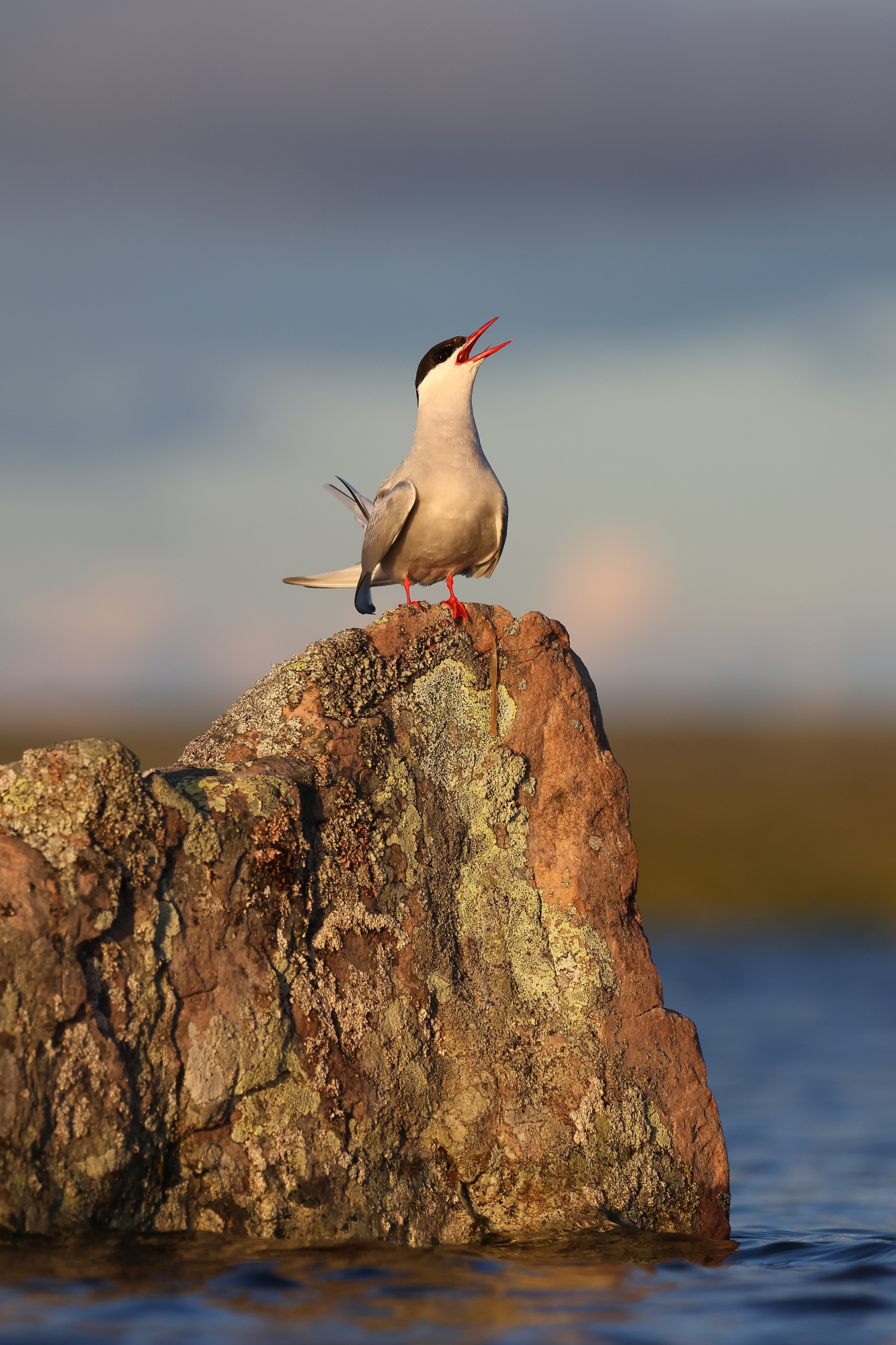 Arctic tern (Sterna paradisaea)