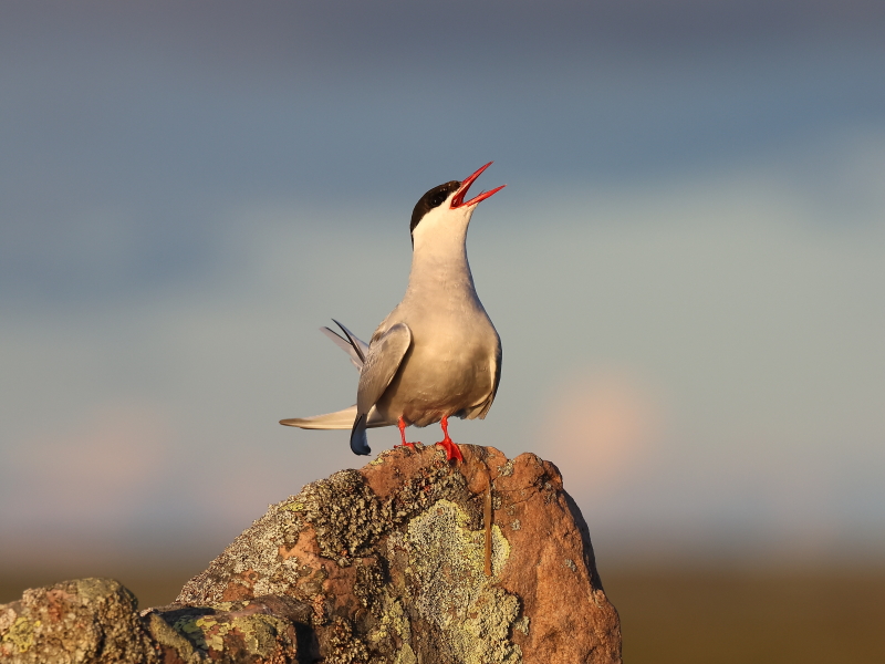 Arctic tern (Sterna paradisaea)