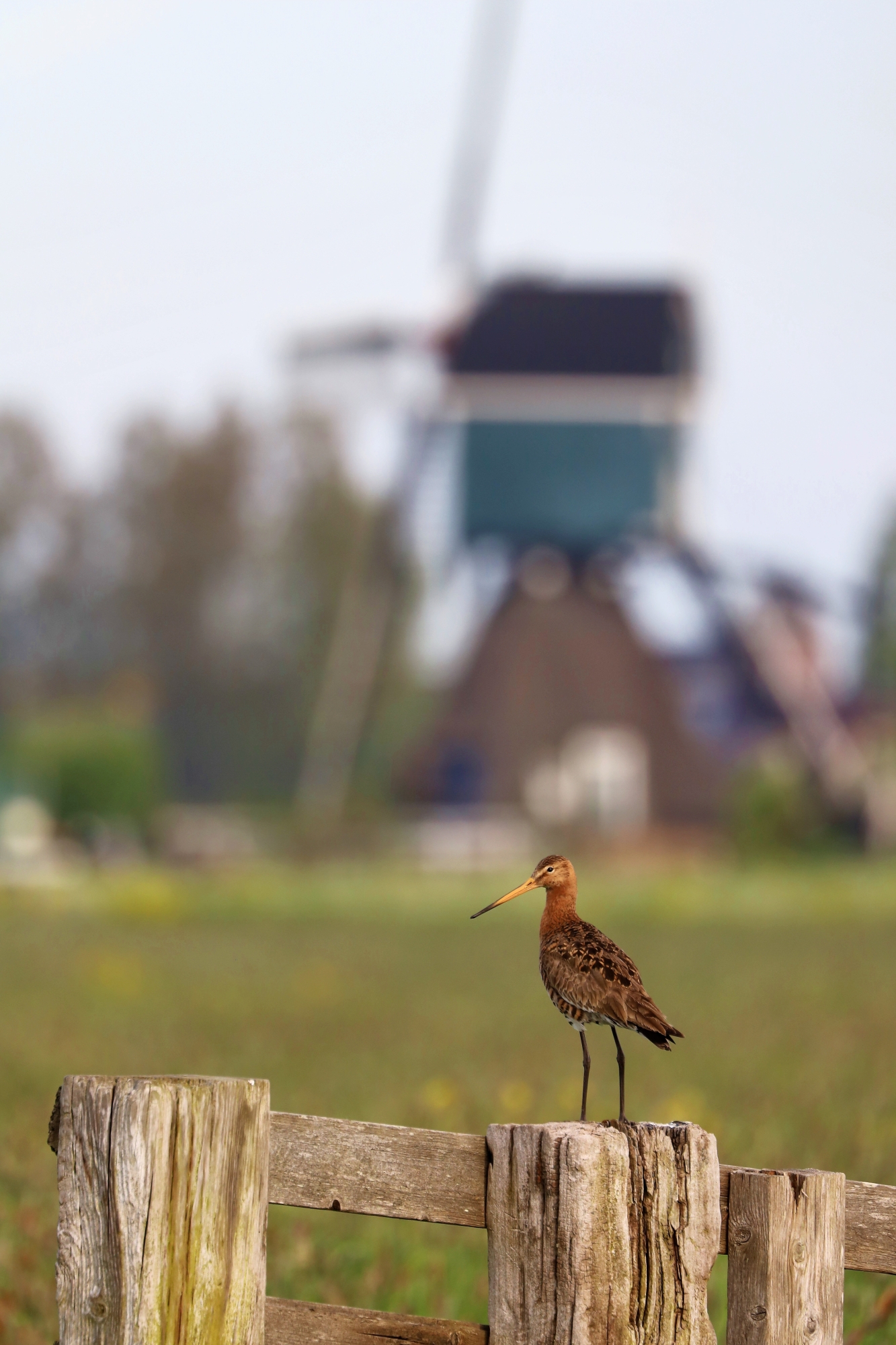 Black-tailed godwit (Limosa limosa)