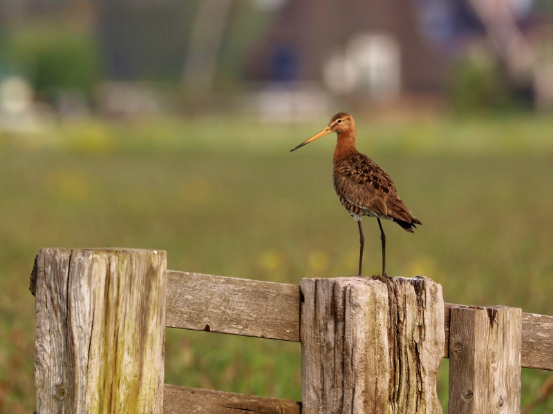 Black-tailed godwit (Limosa limosa)