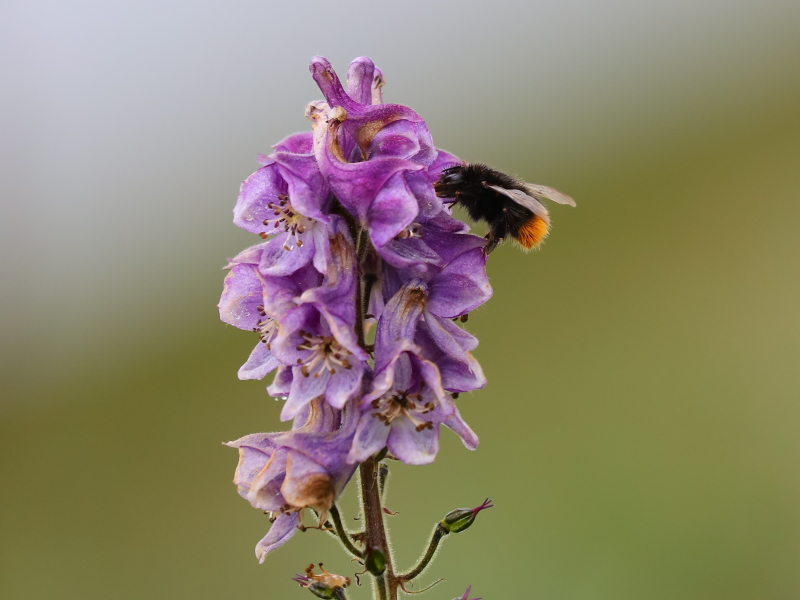 Bombus wurflenii