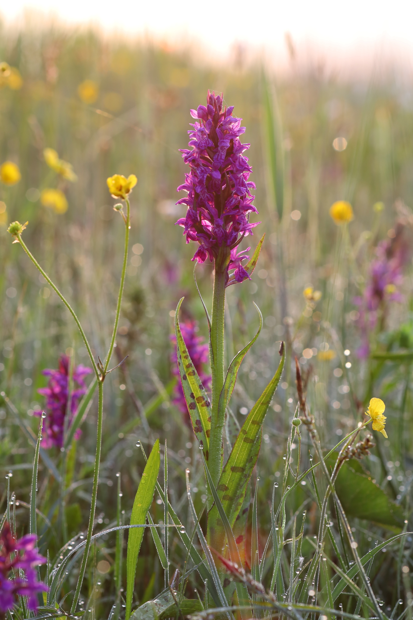 Broad-leaved marsh orchid (Dactylorhiza majalis)