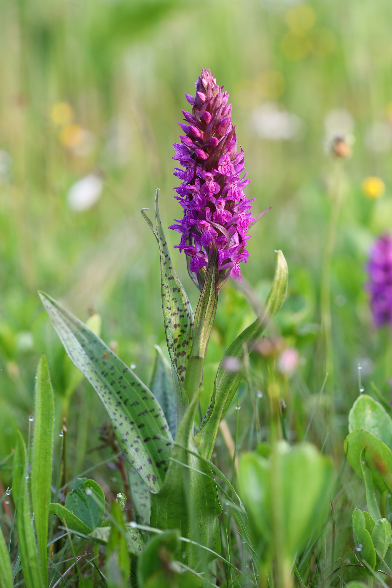 Broad-leaved marsh orchid (Dactylorhiza majalis)