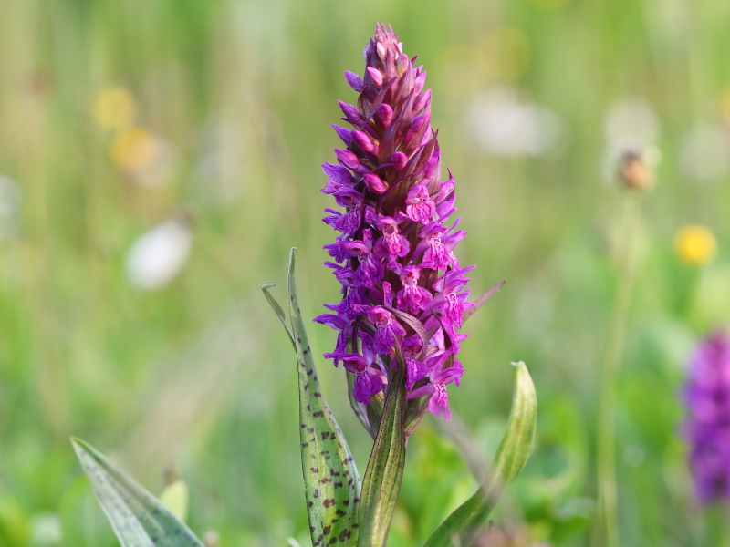 Broad-leaved marsh orchid (Dactylorhiza majalis)