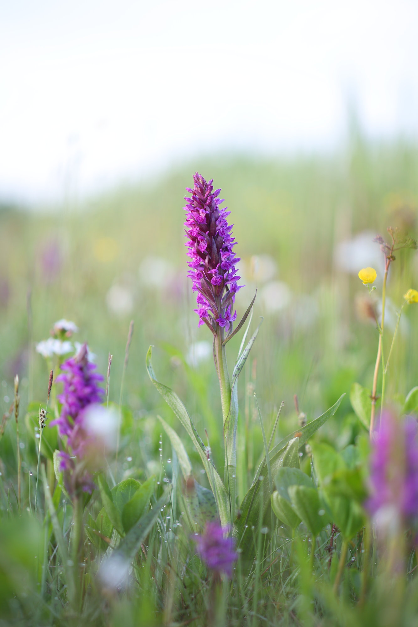 Broad-leaved marsh orchid (Dactylorhiza majalis)