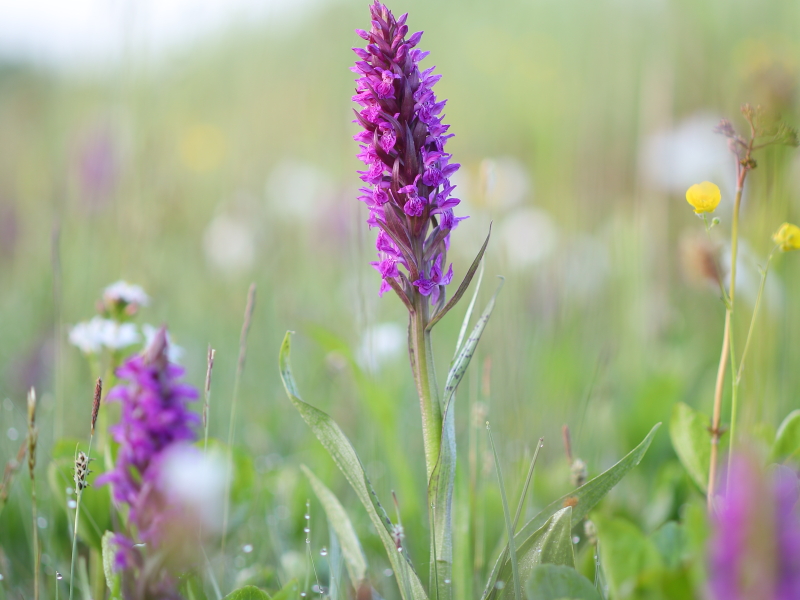 Broad-leaved marsh orchid (Dactylorhiza majalis)