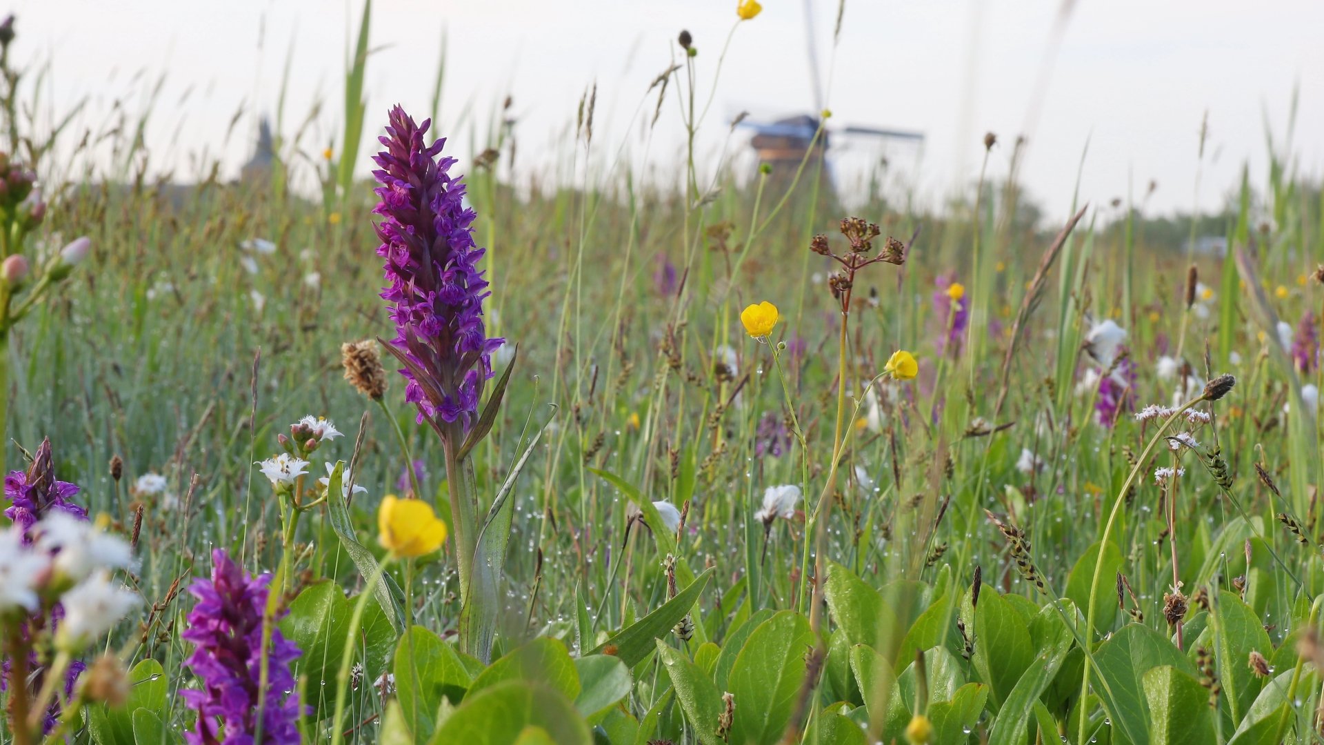 Broad-leaved marsh orchid (Dactylorhiza majalis)