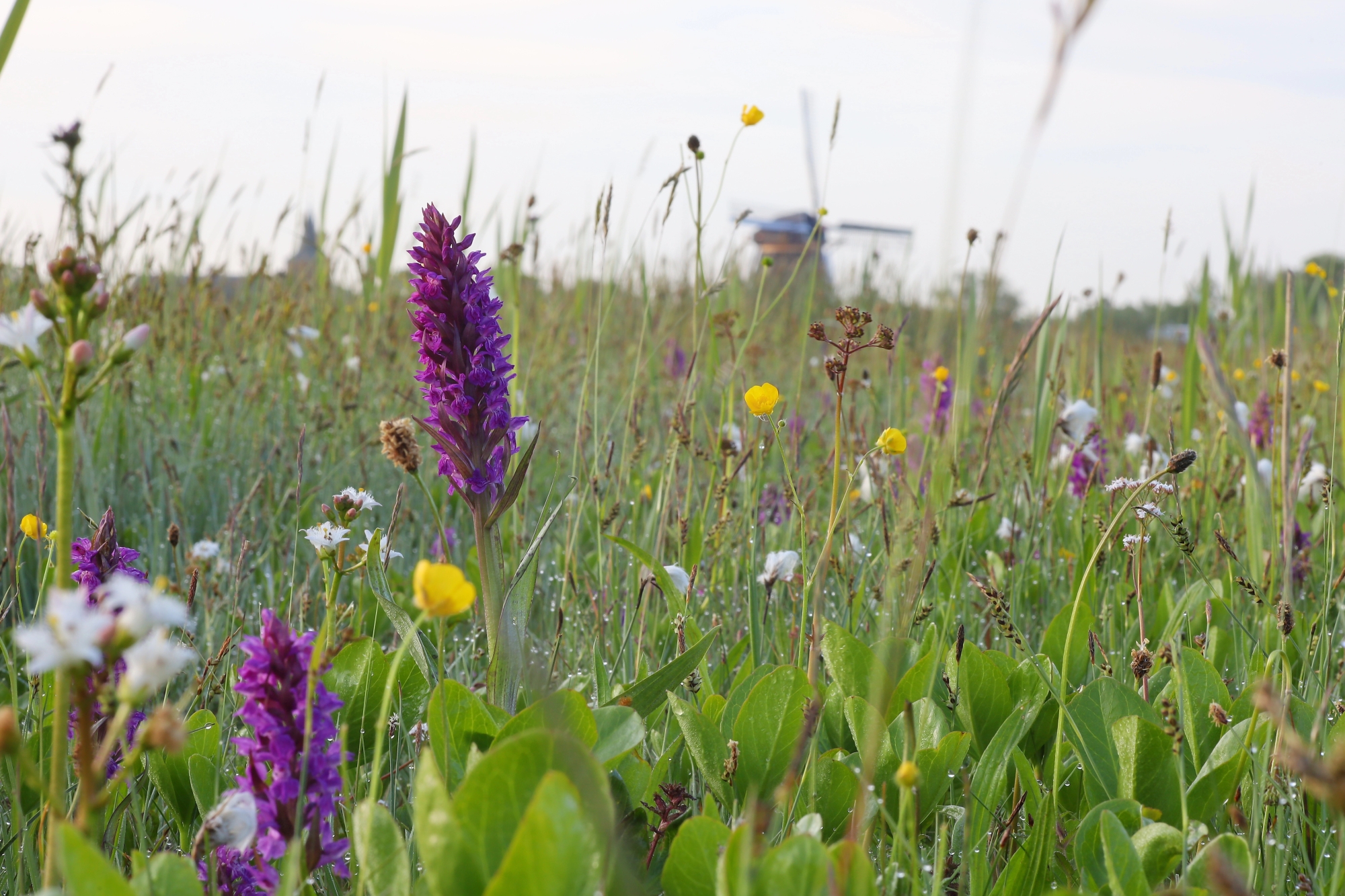 Broad-leaved marsh orchid (Dactylorhiza majalis)