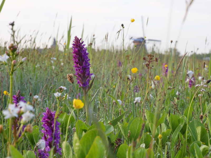 Broad-leaved marsh orchid (Dactylorhiza majalis)