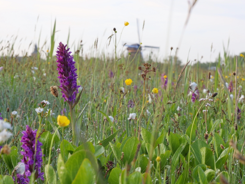 Broad-leaved marsh orchid (Dactylorhiza majalis)