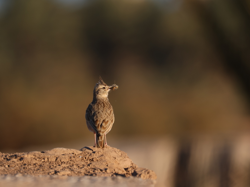 Crested lark (Galerida cristata)