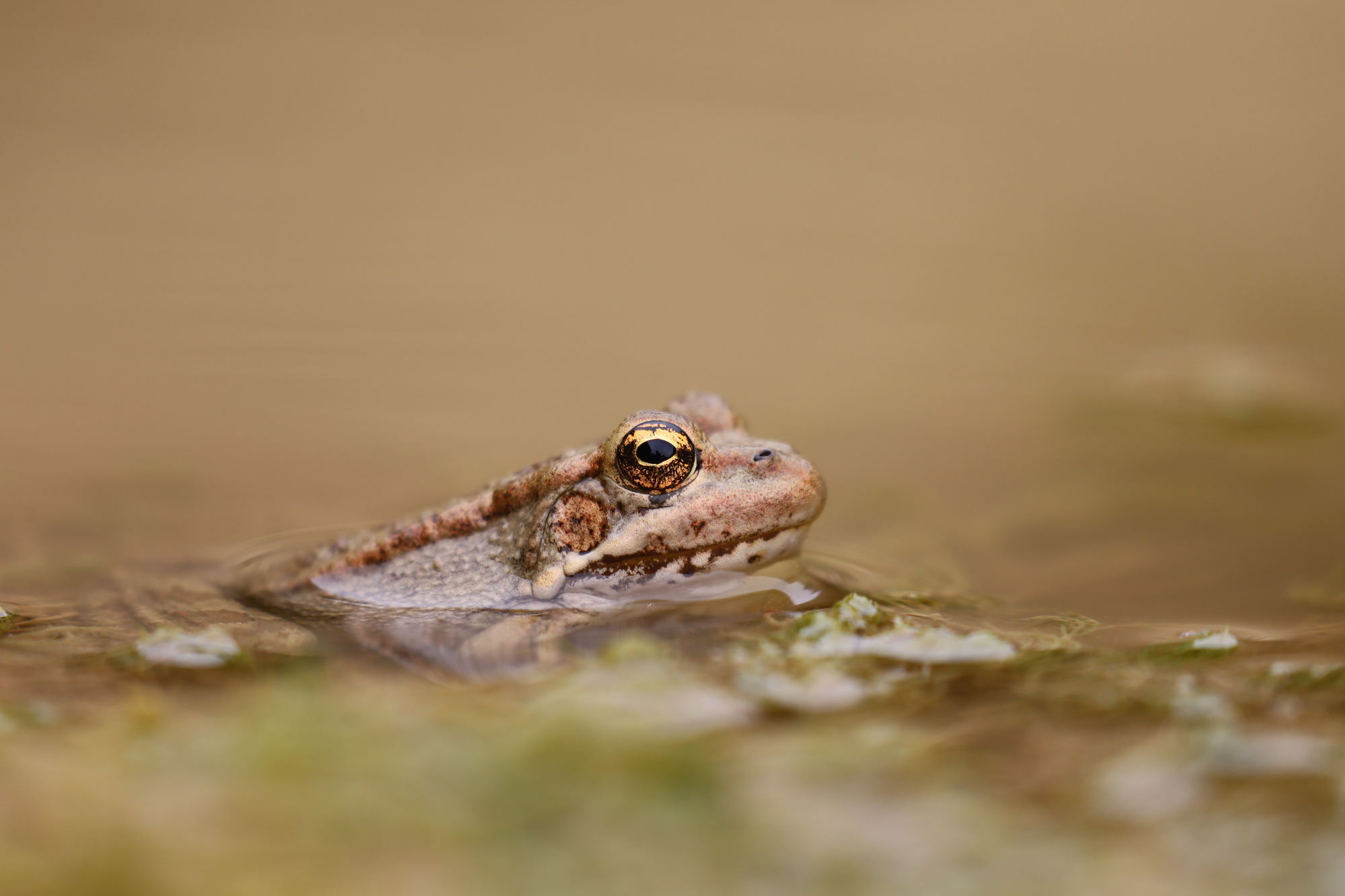 Cretan marsh frog (Pelophylax cretensis)