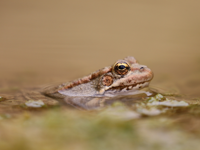 Cretan marsh frog (Pelophylax cretensis)