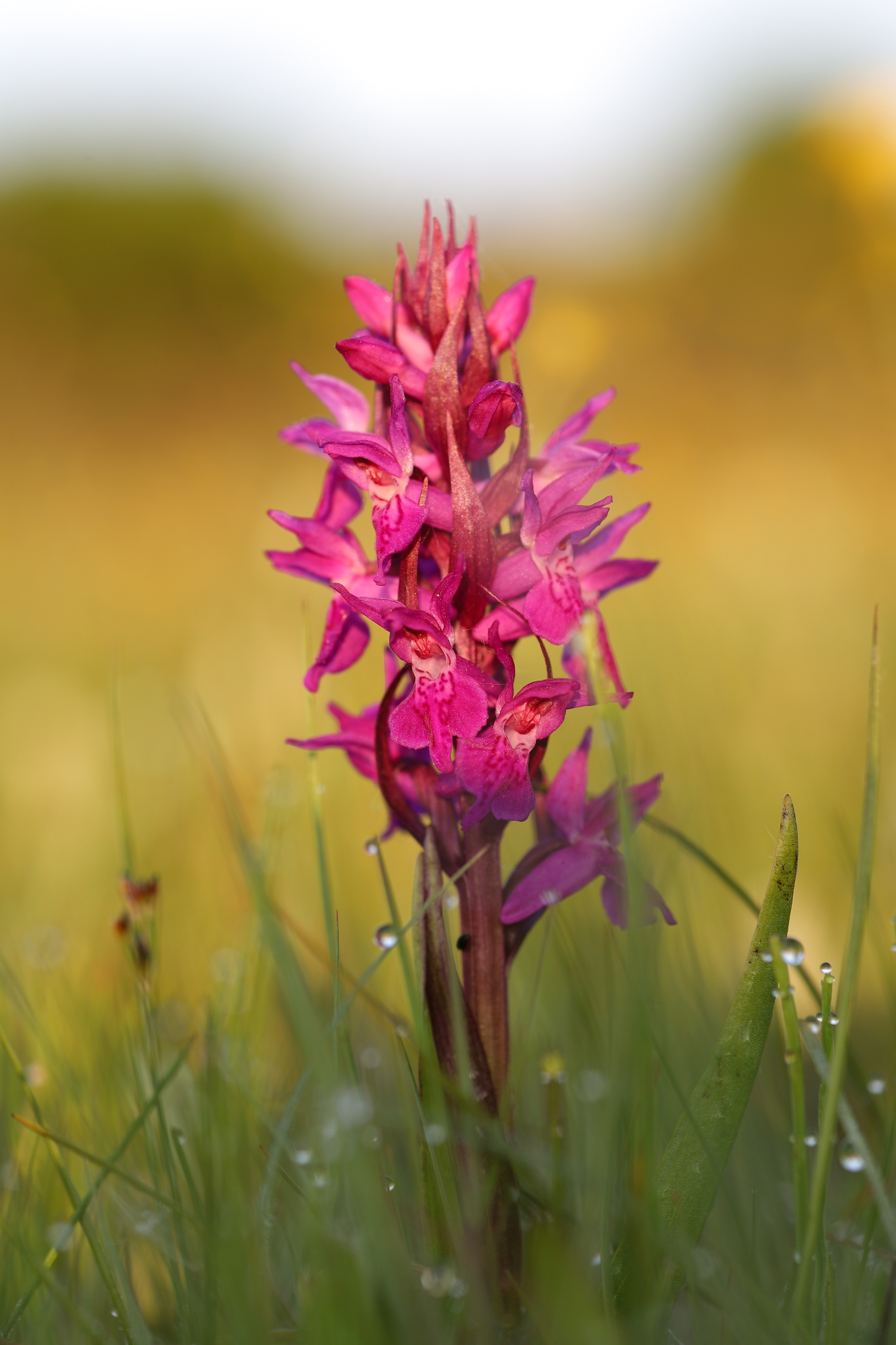 Early marsh-orchid (Dactylorhiza incarnata subsp. coccinea)